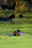 Common Moorhen
