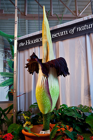 Lois the Corpse Flower