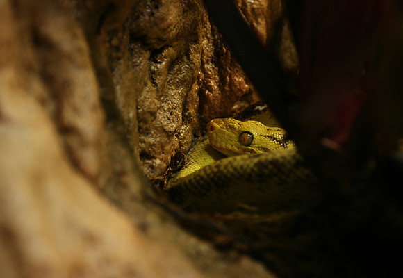 Amazonian Tree Boa