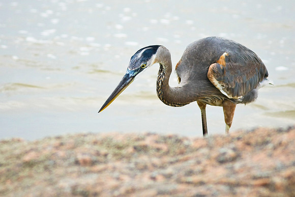 Great Blue Heron
