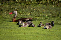 Black-Bellied Whistling Duck