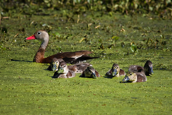 Black-Bellied Whistling Duck