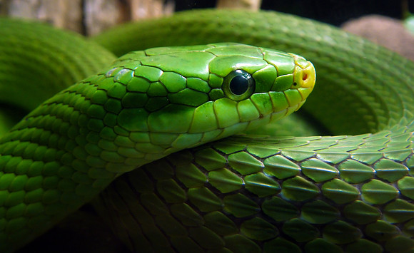 Green snake