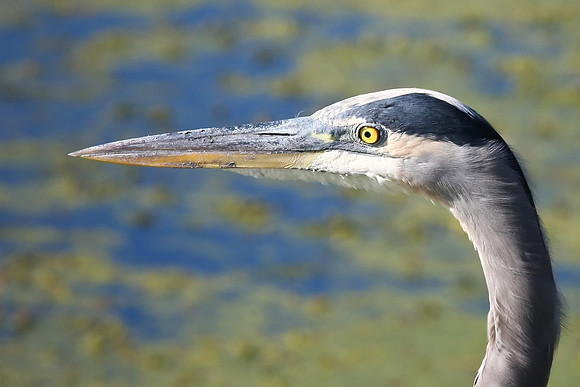 Great Blue Heron