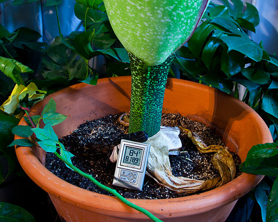 Lois the Corpse Flower