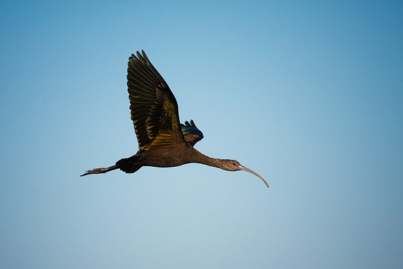 Glossy Ibis