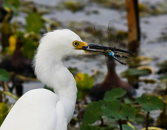 Snowy Egret