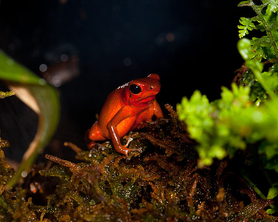 Strawberry Poison Frog