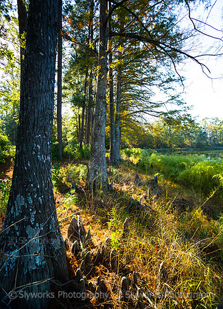 Deer Lake from East Side