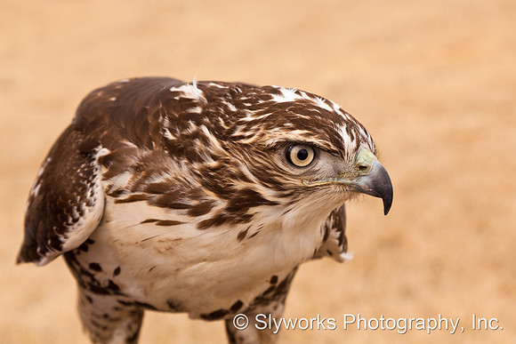 The Fellowship of the Falconers