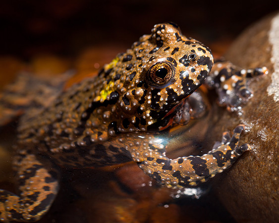 Fire-bellied Toad