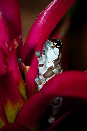 Milk Frog