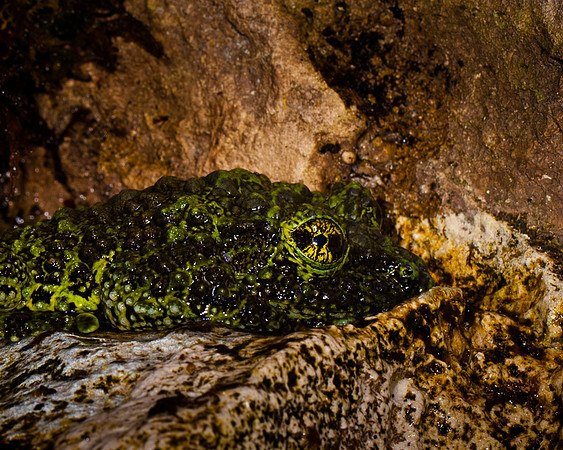 Moss Frog
