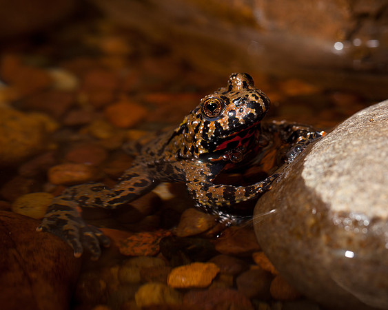 Fire-bellied Toad