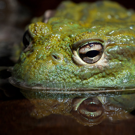 African Bull Frog