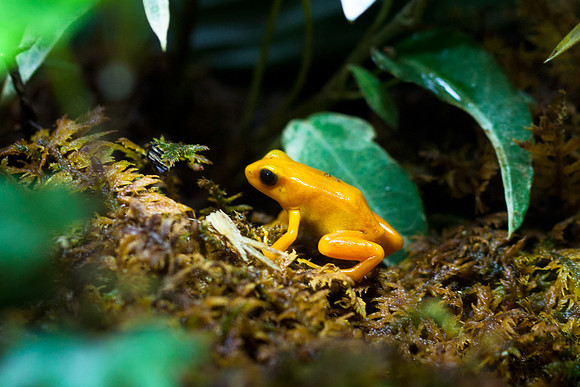 Golden Mantella
