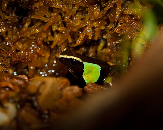 Painted Mantella