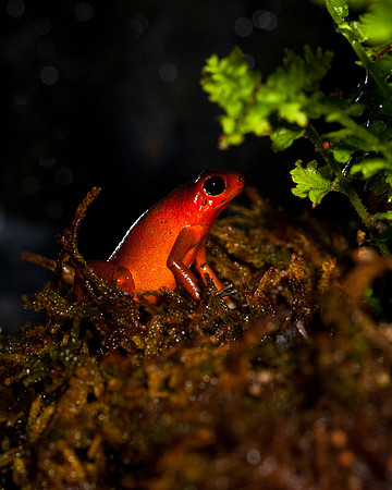 Strawberry Poison Frog