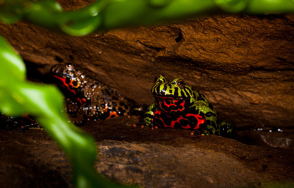 Fire-bellied Toad