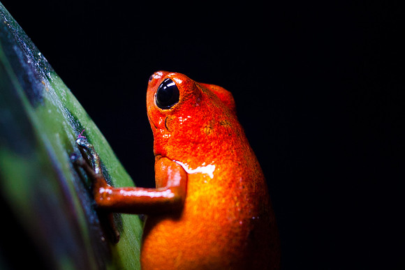 Strawberry Poison Frog