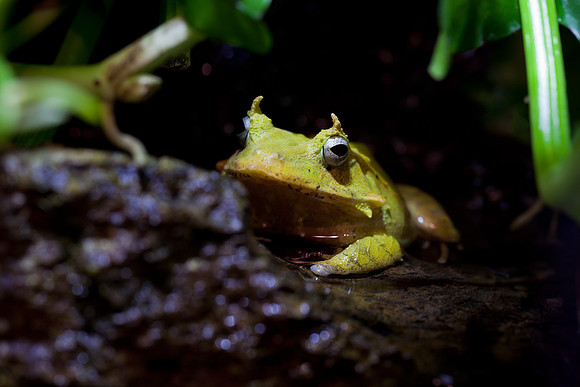 Leaf Frog