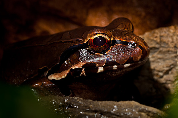 Smokey Jungle Frog