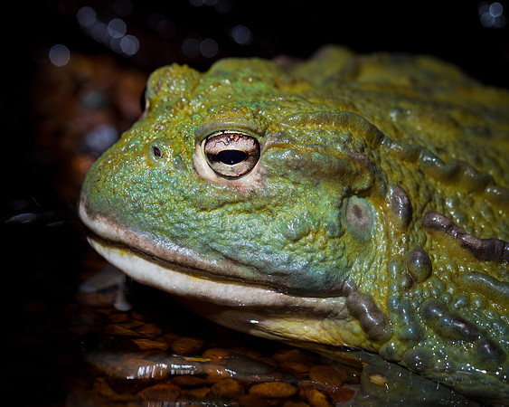 African Bull Frog