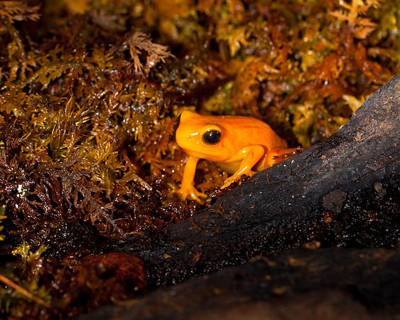 Golden Mantella