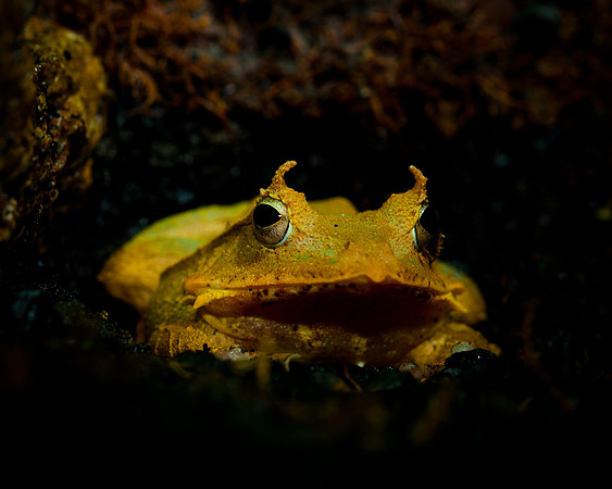 Leaf Frog