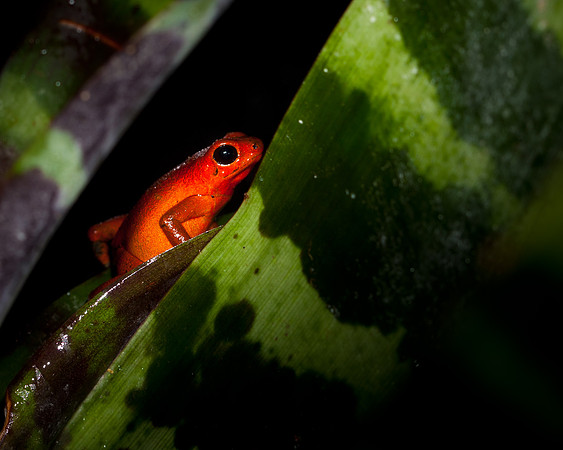 Strawberry Poison Frog