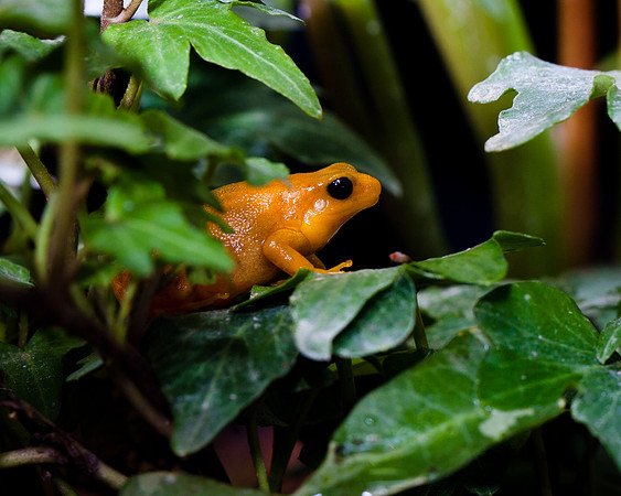 Golden Mantella