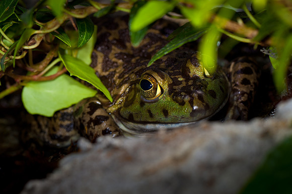 American Bull Frog