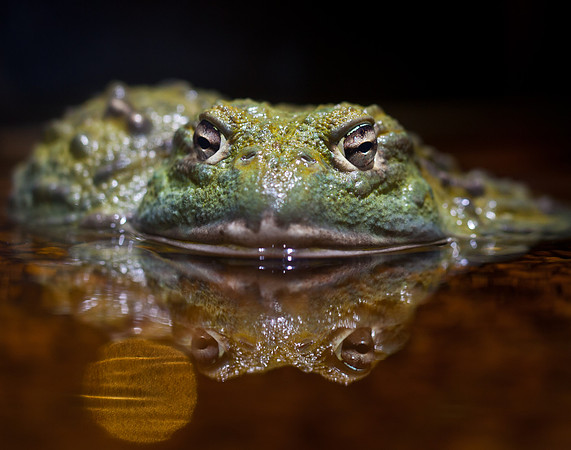 African Bull Frog
