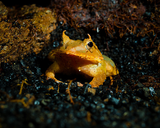 Leaf Frog