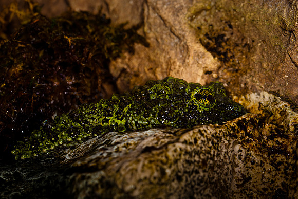 Moss Frog