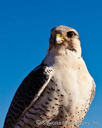 The Fellowship of the Falconers