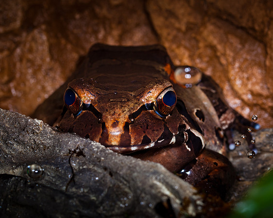 Smokey Jungle Frog