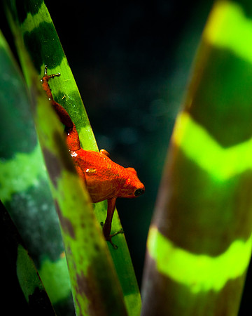 Strawberry Poison Frog
