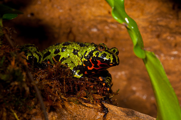 Fire-bellied Toad