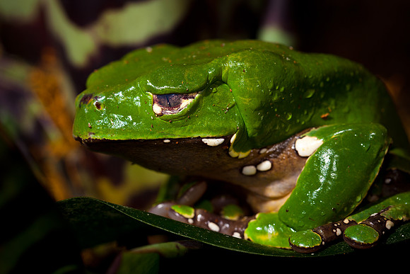Monkey Frog