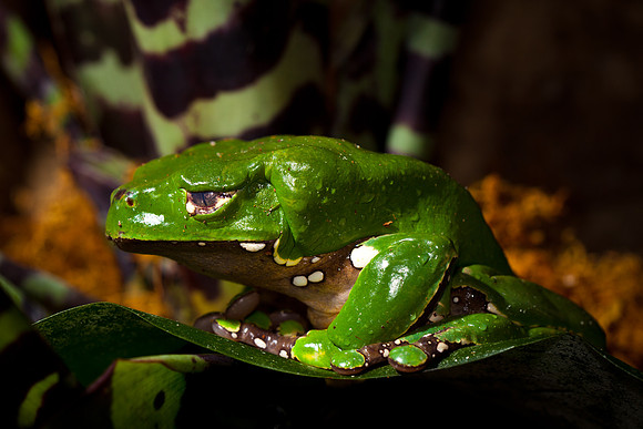Monkey Frog