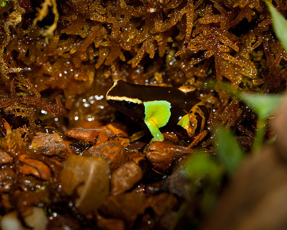 Painted Mantella