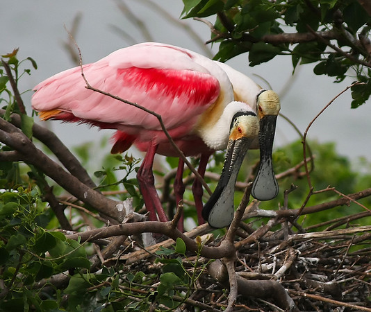 Roseate Spoonbill
