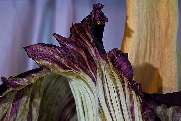 Lois the Corpse Flower