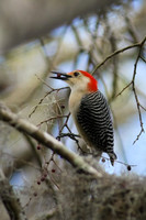 Red-Bellied Woodpecker