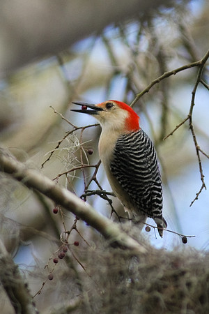 Red-Bellied Woodpecker