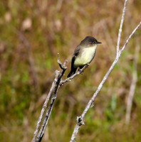 Eastern Kingbird