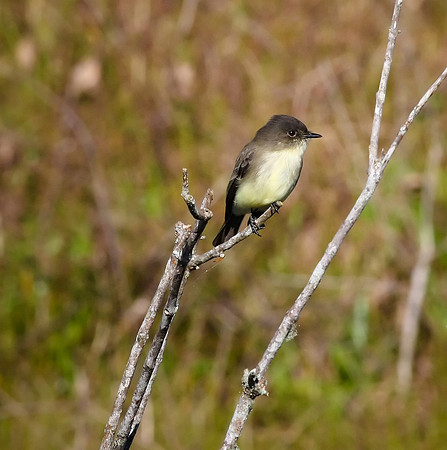 Eastern Kingbird