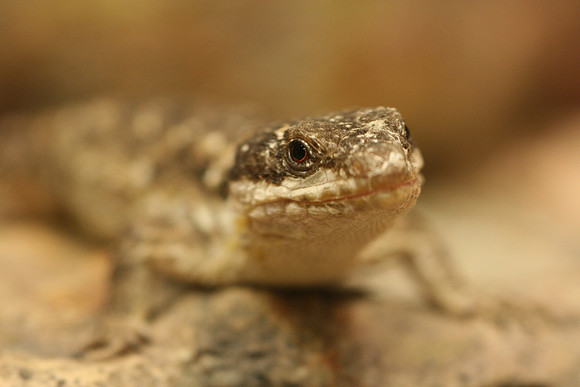 Tropical Girdled Lizard