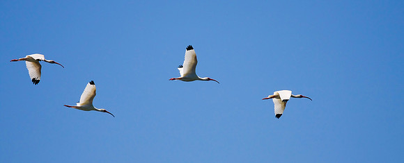 White Ibis